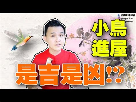 小鳥飛進家裡代表什麼|【家裡出現鳥】家裡鳥進來有什麼好兆頭？自來鳥寓意大公開！